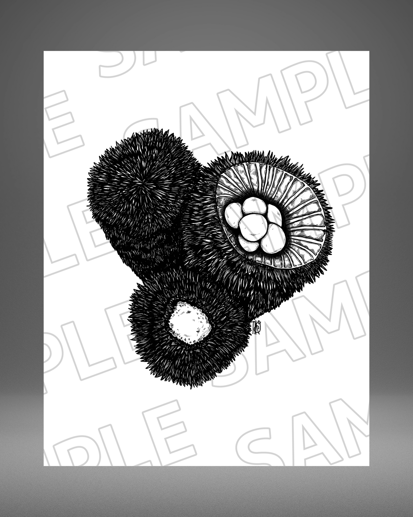 Birds Nest Fungi - 8"x10" Giclée Print